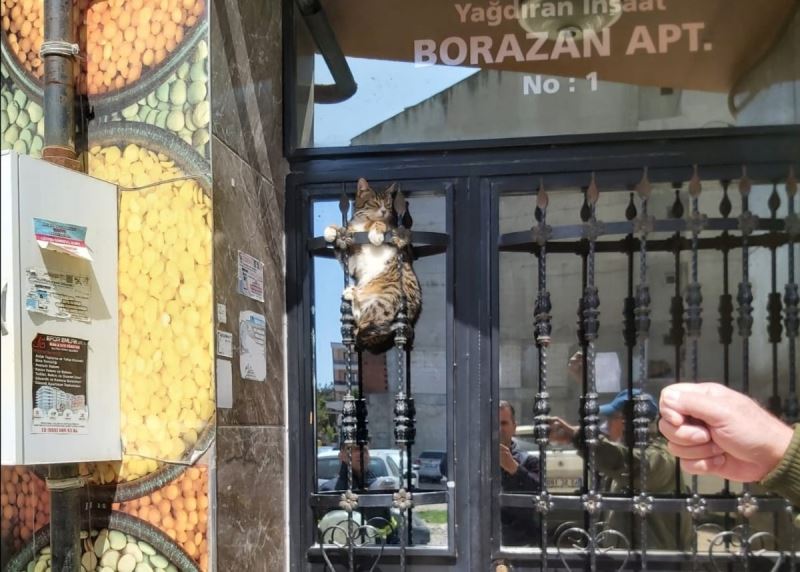 Manisa’da demir parmaklıklara sıkışan kedi itfaiye tarafından kurtarıldı
