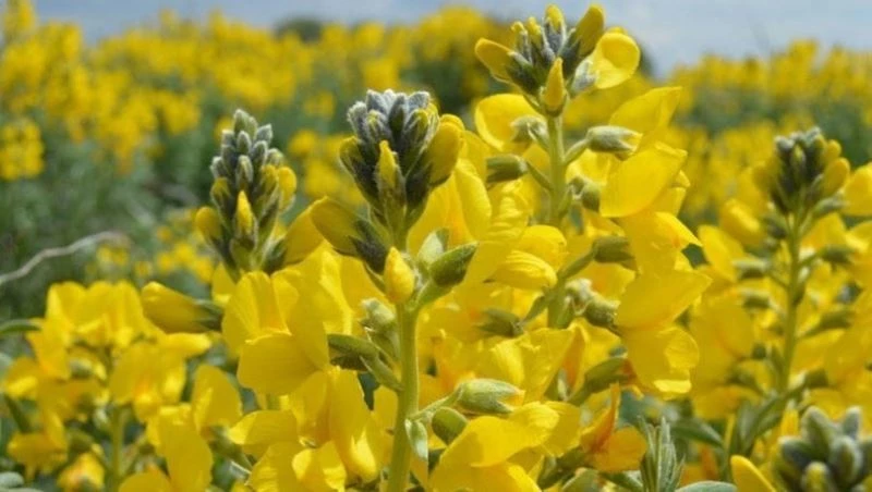 Yeryüzünde sadece burada yetişiyor
