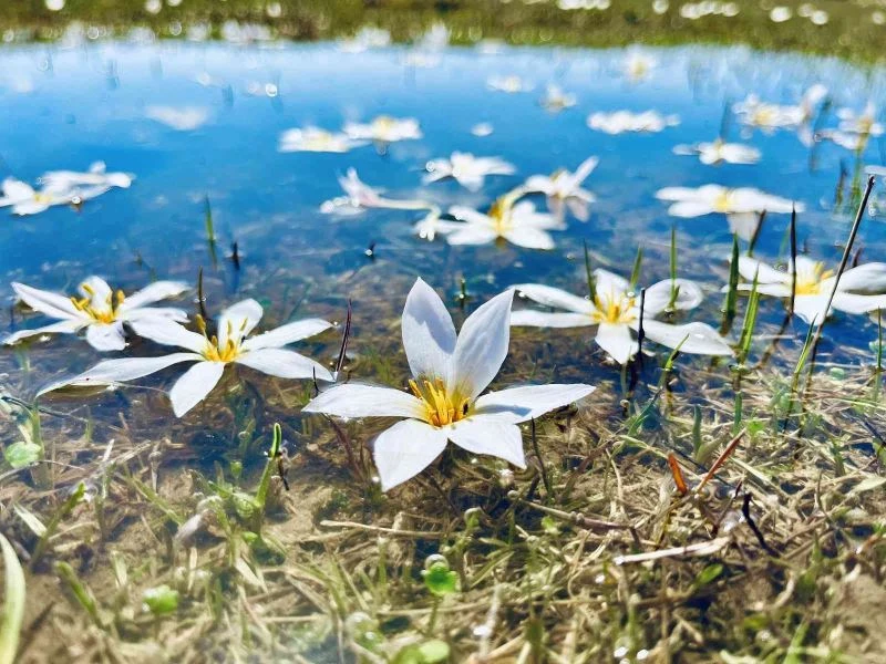 Ağrı’da ilkbaharla canlanan doğa, manzarasıyla mest ediyor
