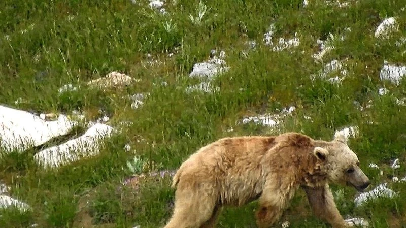 Kış uykusundan uyanan boz ayı yiyecek ararken görüntülendi
