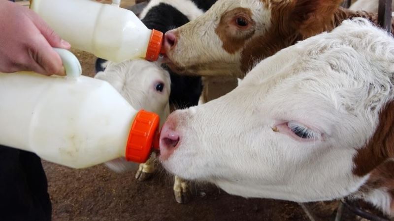 Aydın’da 48 milyonluk çiğ süt ve buzağı desteği ödemesi
