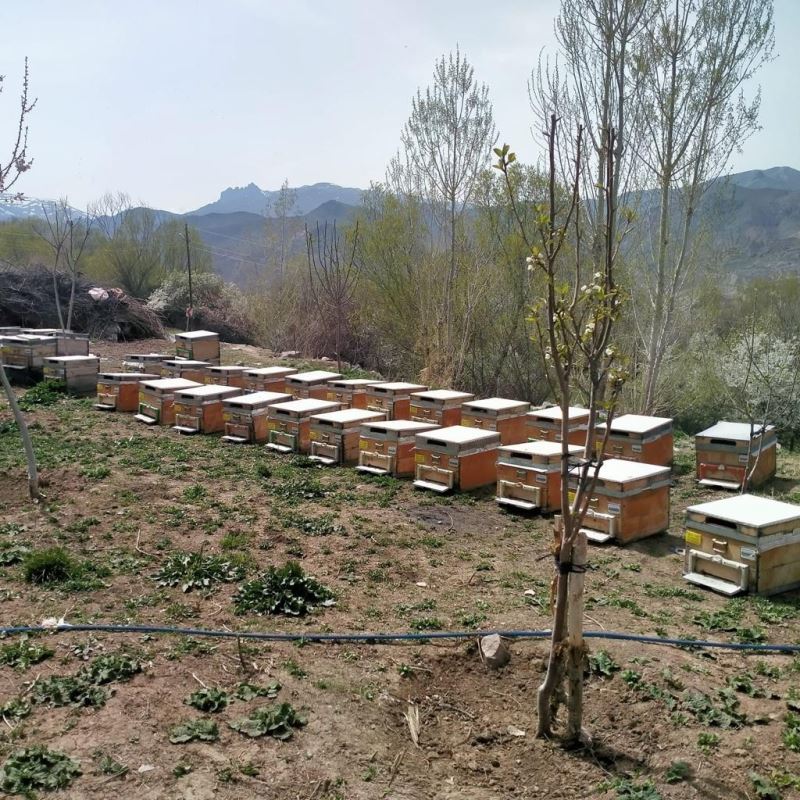 Iğdır’da arı kovanı hırsızlığı: 1 kişi tutuklandı
