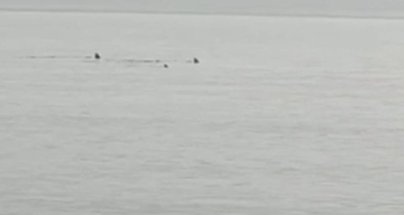 Hatay’da sahile yaklaşan köpek balıkları görüntülendi

