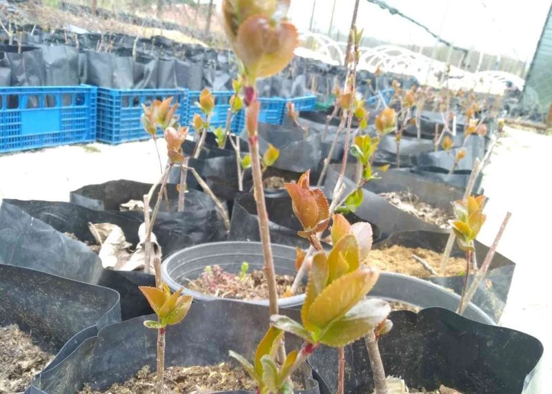 ‘Süper meyve’ aronya Kırklareli’nde yetişecek
