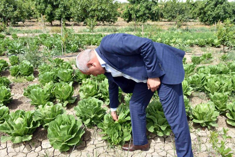 Tarsus’ta üreticiye dağıtılan marulların hasat zamanı geldi
