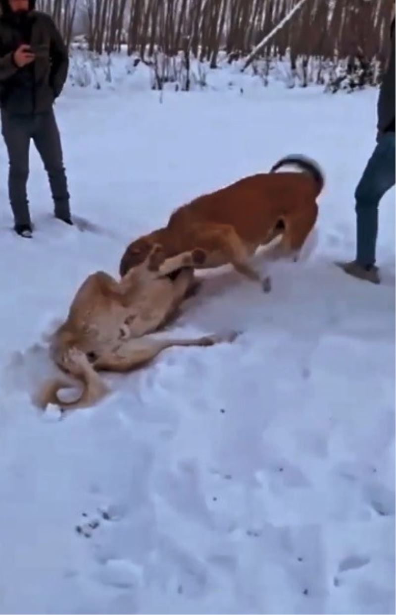 Çoban köpeklerinin döğüştürme görüntülerini sosyal medyada paylaşınca yakayı ele verdi
