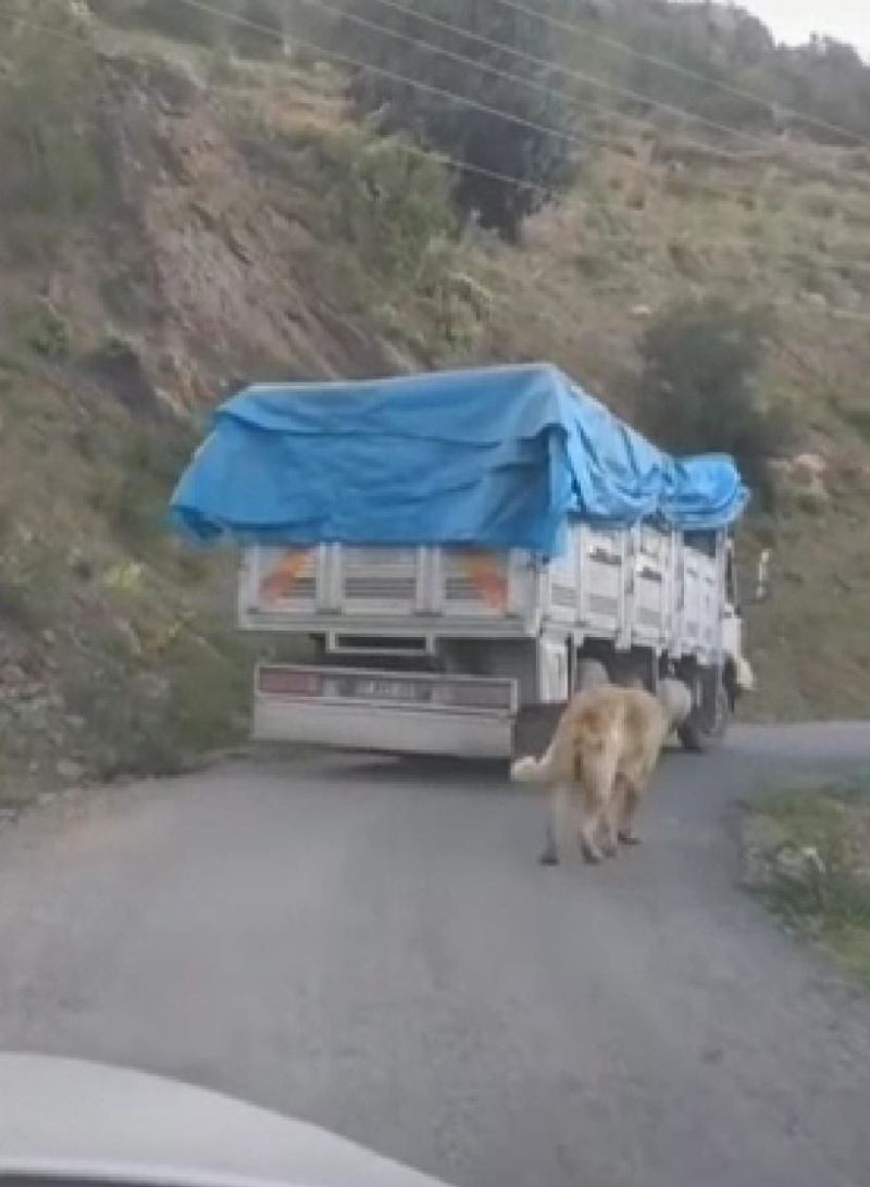 Köpeğini zincirle kamyonuna bağlayıp yolculuk yaptı

