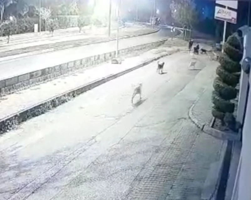 Aynı yerde 10’u geçkin köpeğin bebek arabalı aile ve vatandaşlara kabus yaşattığı anlar kamerada
