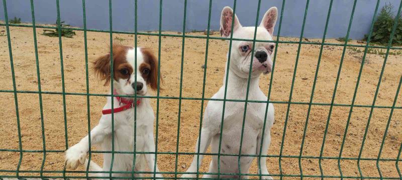 Bayram öncesi köpek otellerinde yer kalmadı
