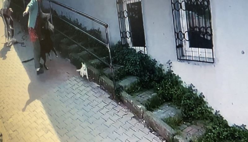 İstanbul’da korku dolu pitbull saldırısı kamerada: Köpeğini parka götüren kadın dehşeti yaşadı
