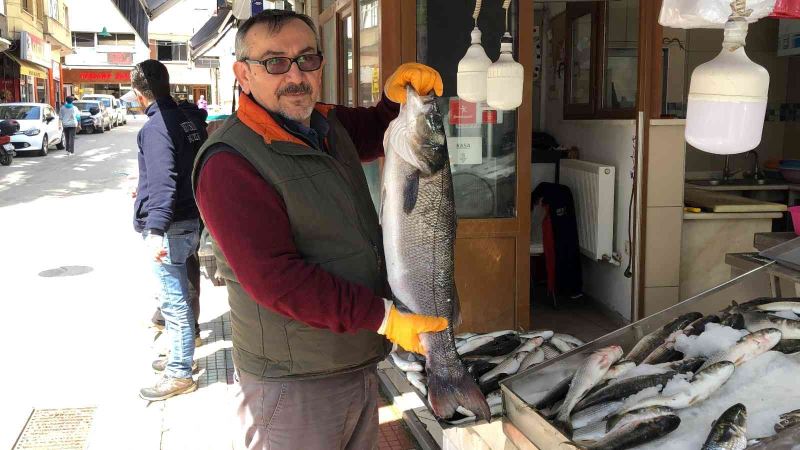 Sinop’ta balıkçı ağlarına 7 kiloluk levrek takıldı
