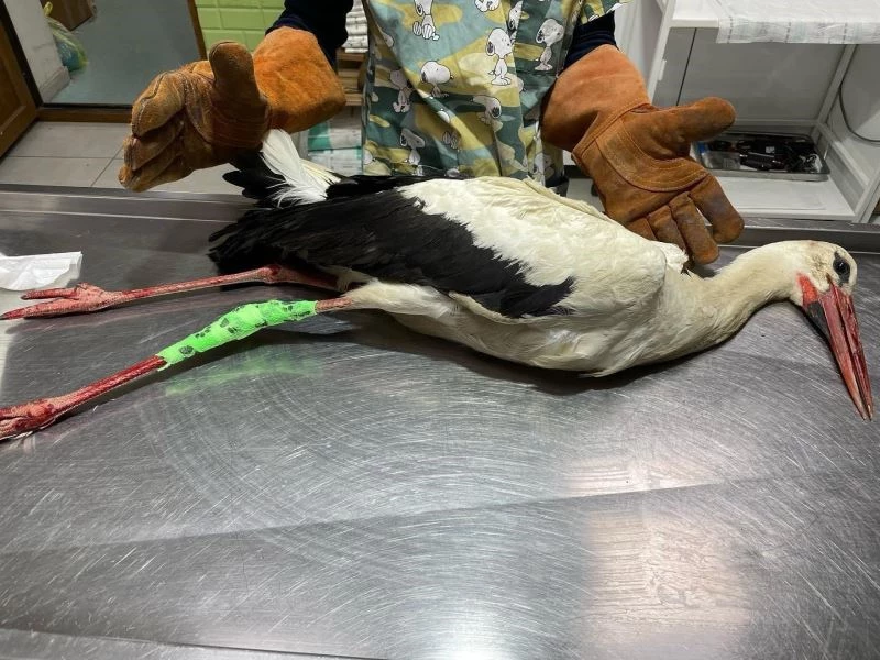 Yaralı halde bulunan leylek tedavisinin ardından koruma altına alındı
