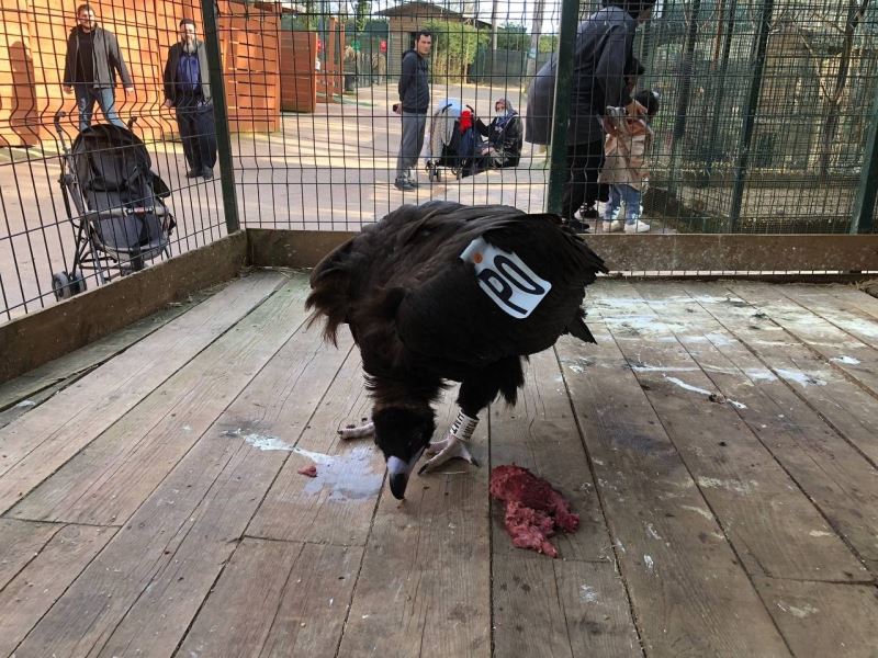 Tekirdağ’da göç yolculuğunda yorgun düşen akbaba Çekmeköy’de şifa buldu
