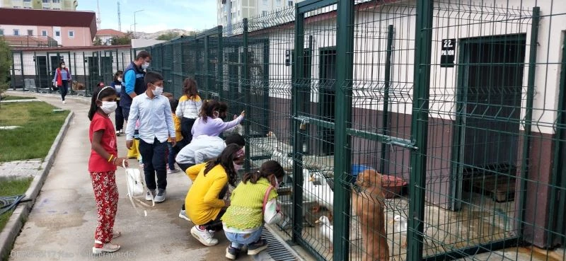 Sokak Hayvanları Günü’nde hayvan barınağına yoğun ilgi
