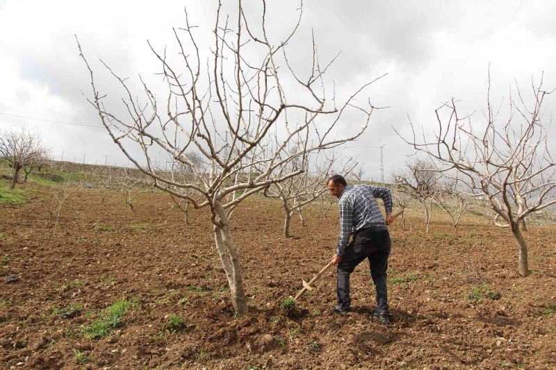 Siirt fıstığında yüksek verim beklentisi
