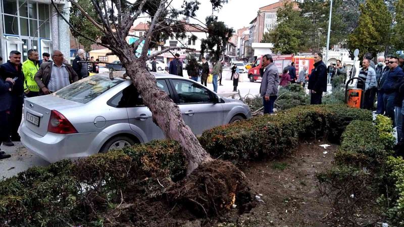 Kökünden sökülen ağaç park halindeki otomobilin üzerine devrildi
