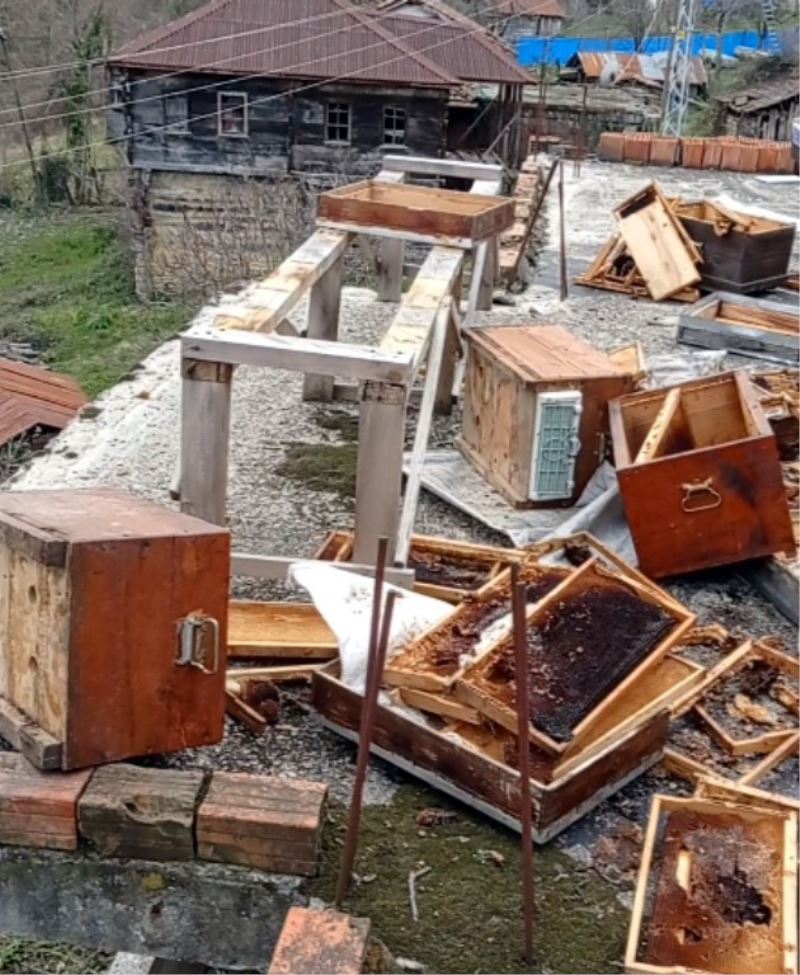 Sinop’ta ayılar, evin terasındaki arı kovanlarını parçaladı
