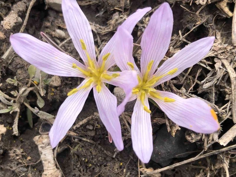 Kars’ta baharın müjdecisi kardelenler çiçek açtı
