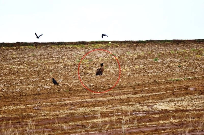 Dünyada nesli tehlike altında olan kara akbabalar gözlemlendi
