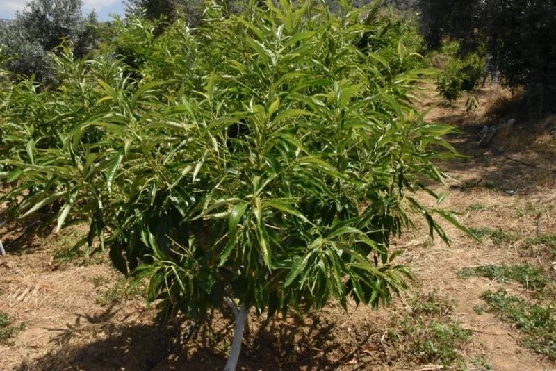 ADÜ Ziraat Fakültesi’nin 3 kestane çeşidi tescillendi
