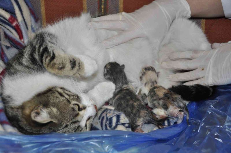 Doğum sancısı çeken kedi aile sağlığı merkezine geldi, doğumu burada yaptırıldı
