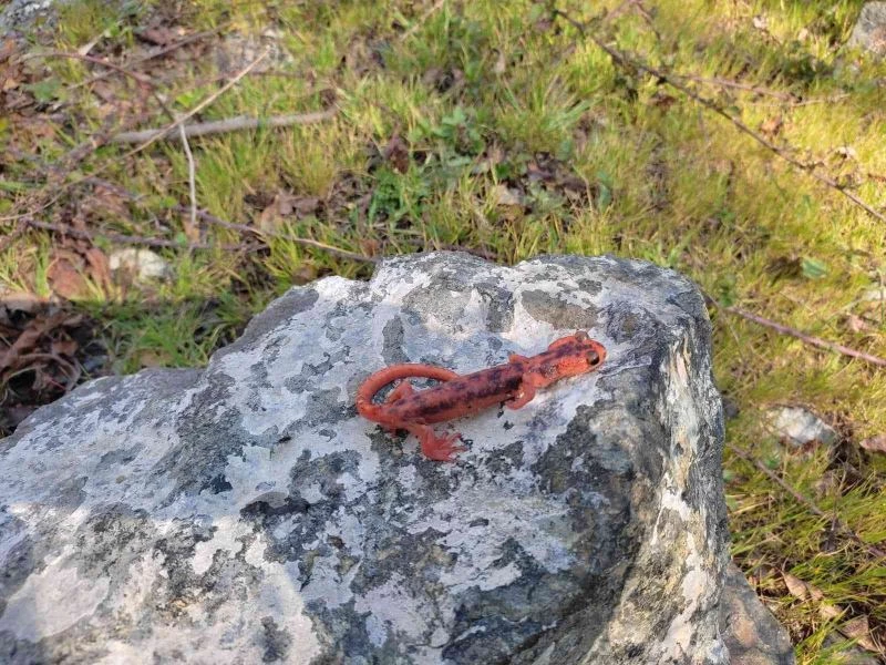 Fethiye’de Kuyruklu Kurbağa operasyonu
