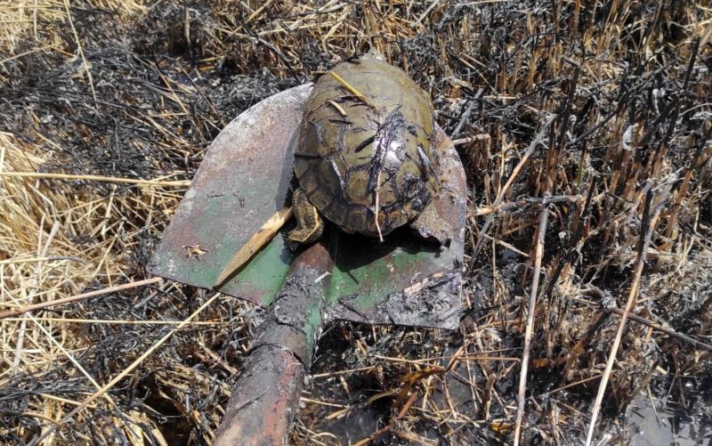 Yanlış ihbar kaplumbağaları yanmaktan kurtardı
