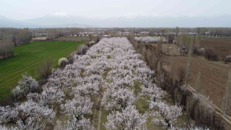 Iğdır’da çiçekleriyle tabloları aratmayan kayısı ağaçları havadan görüntülendi
