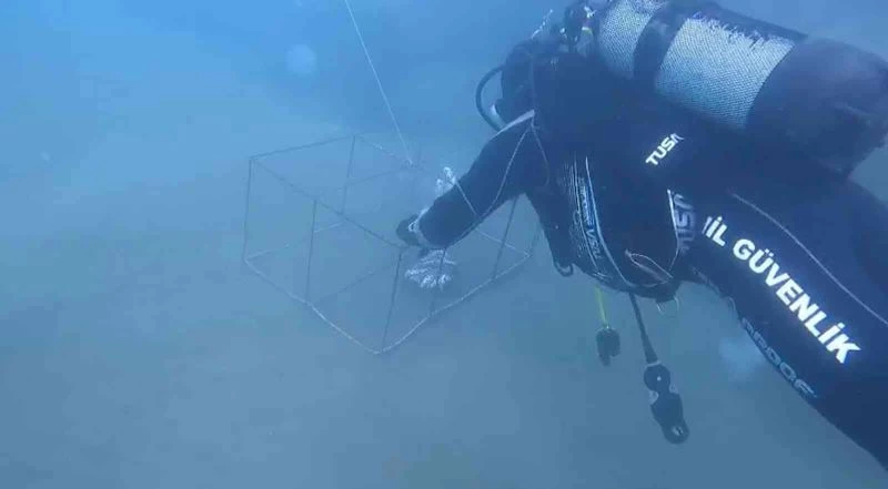 Hatay’da yasa dışı balık avlamada kullanılan 35 kafes ele geçirildi
