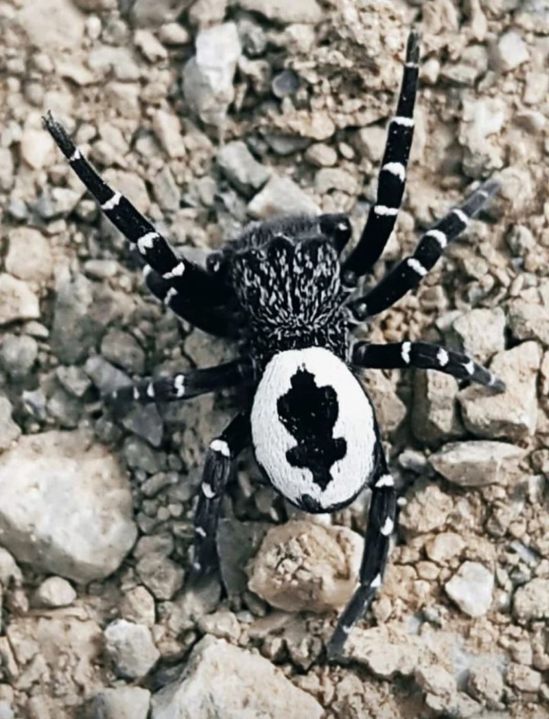 Tunceli’de fotoğraflanın örümceğin henüz keşfedilmemiş tür olması muhtemel
