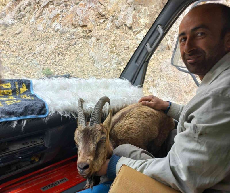 Yol kenarında bitkin halde bulduğu yaban keçisini Milli Park görevlilerine teslim etti

