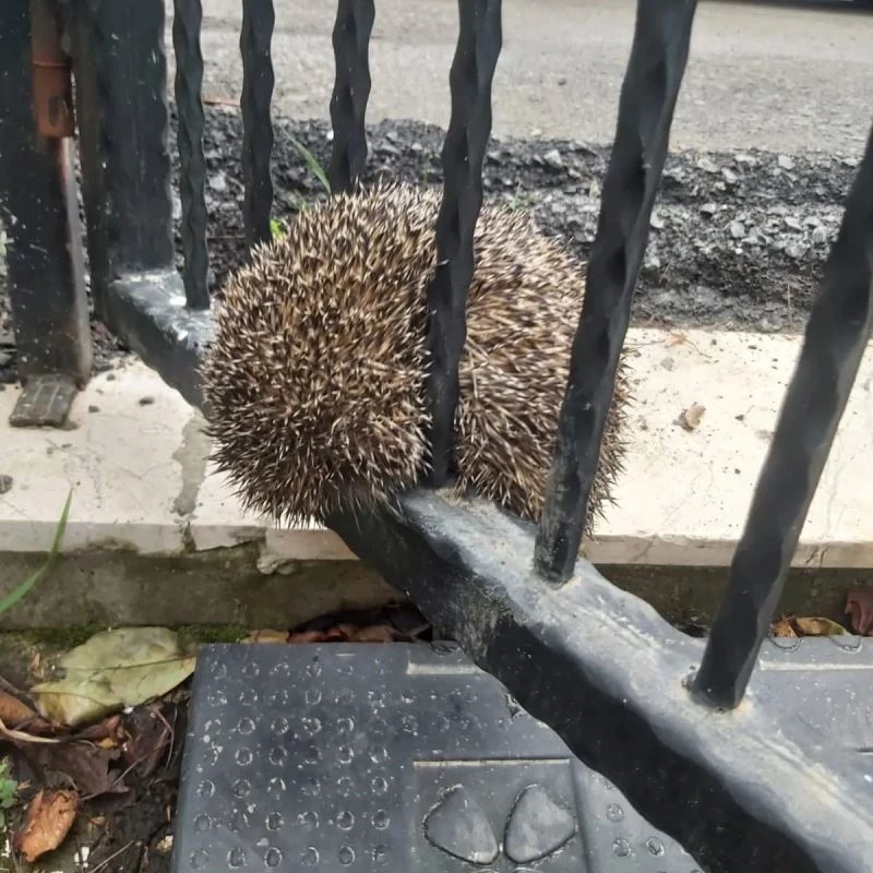 Demir parmaklıklara sıkışan kirpi böyle kurtarıldı
