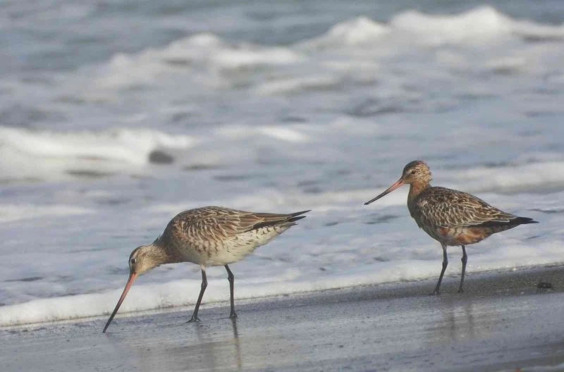 Mileyha Sulak Alanı’nda kuş türü sayısı 294’e yükseldi
