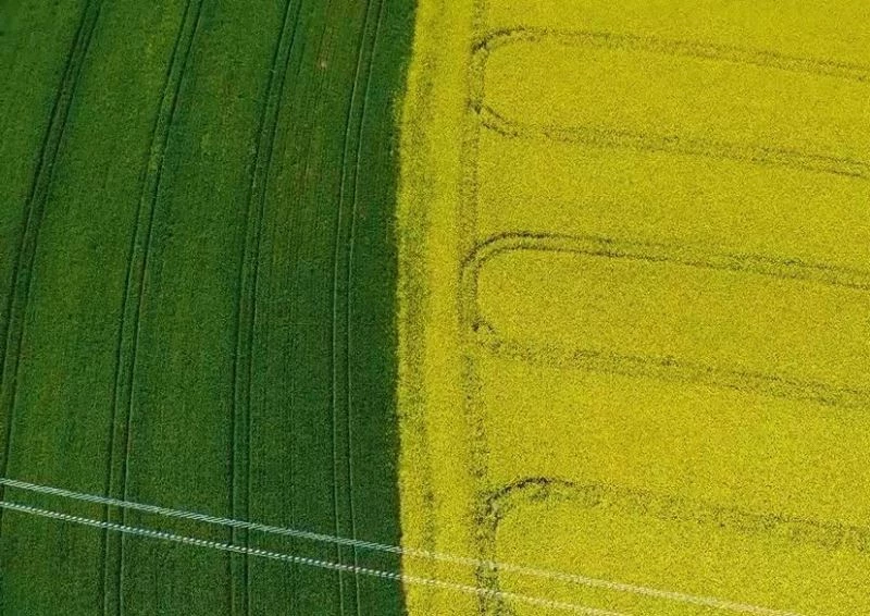 Ülkedeki yağ açığının giderilmesi için kanola üzerine tartışılıyor: Dayanıklılık ve daha fazla yağ
