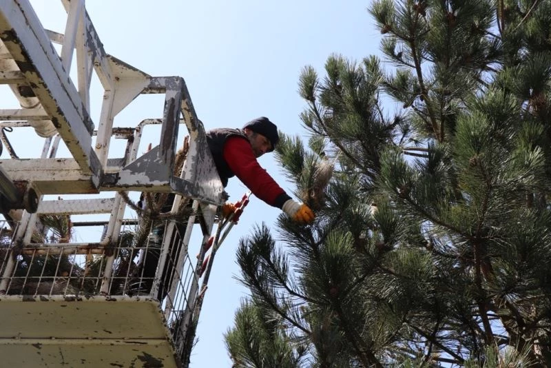 Düzce Belediyesi böcekle mücadele ediyor
