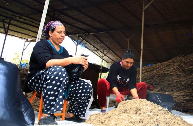 Roman kadınlar istiridye mantarı üretimiyle aile ekonomilerine katkı sunuyor
