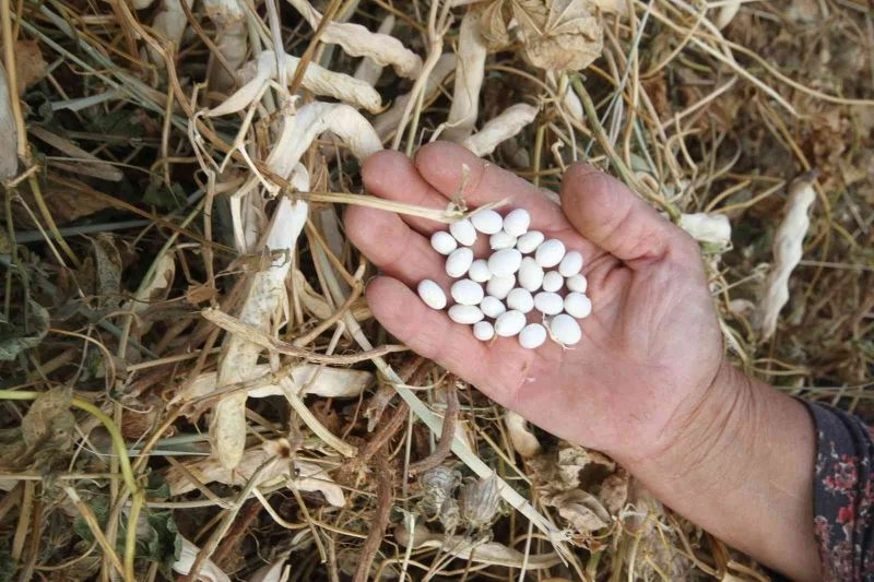 Beyşehir’in coğrafi işaretli Çetmi Şeker Fasulyesi Avrupa ülkelerine gönderiliyor
