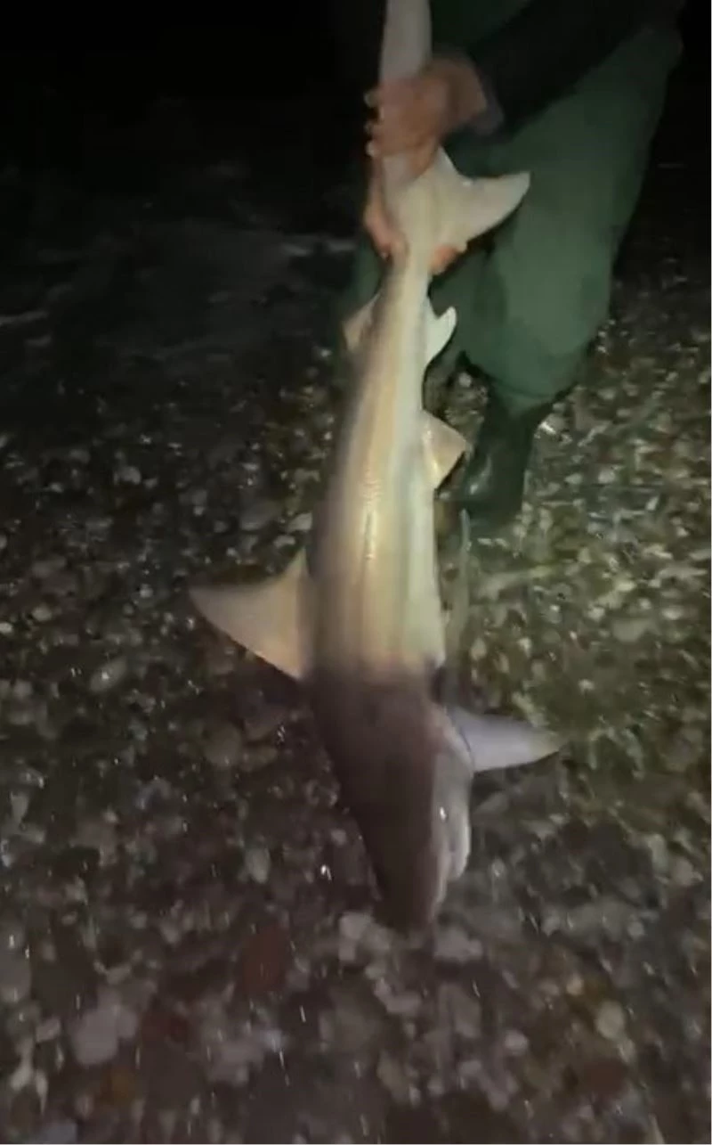 Oltalarına ikinci kez takılan köpekbalığını 