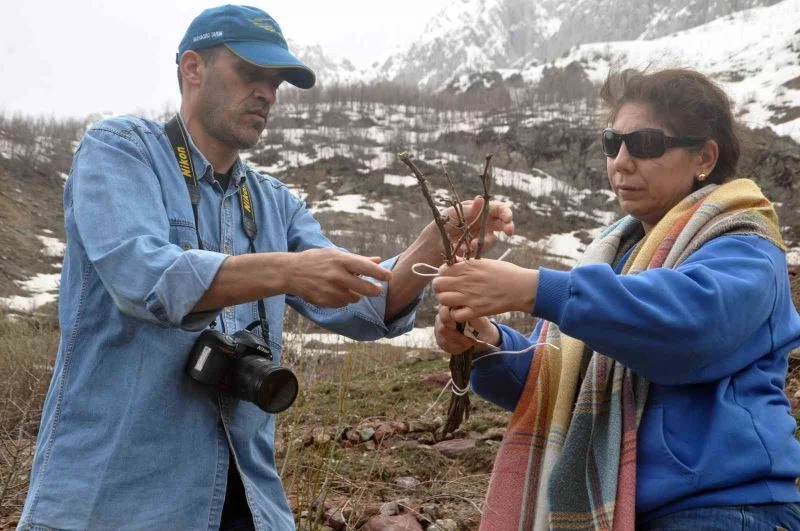 Yüksekova’da yetişen zerik ve siyah üzümün aşı kalemleri Tekirdağ’daki üzüm koleksiyon bağında muhafaza edilecek
