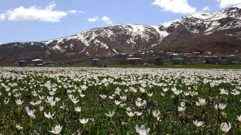 Muş Ovası beyaz gelinliğini giydi
