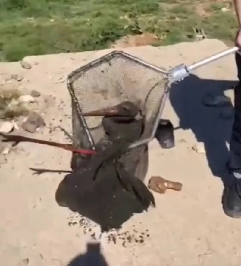 Çamura saplanan leyleği itfaiye ekipleri kurtardı
