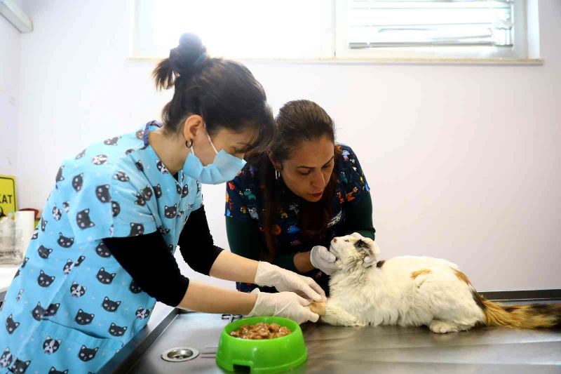 Zehirlenen sokak kedisini veterinerler hayata döndürdü
