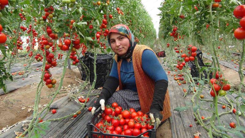 Mersin’de örtü altı domates tarlada 16.50 TL’den alıcı buluyor
