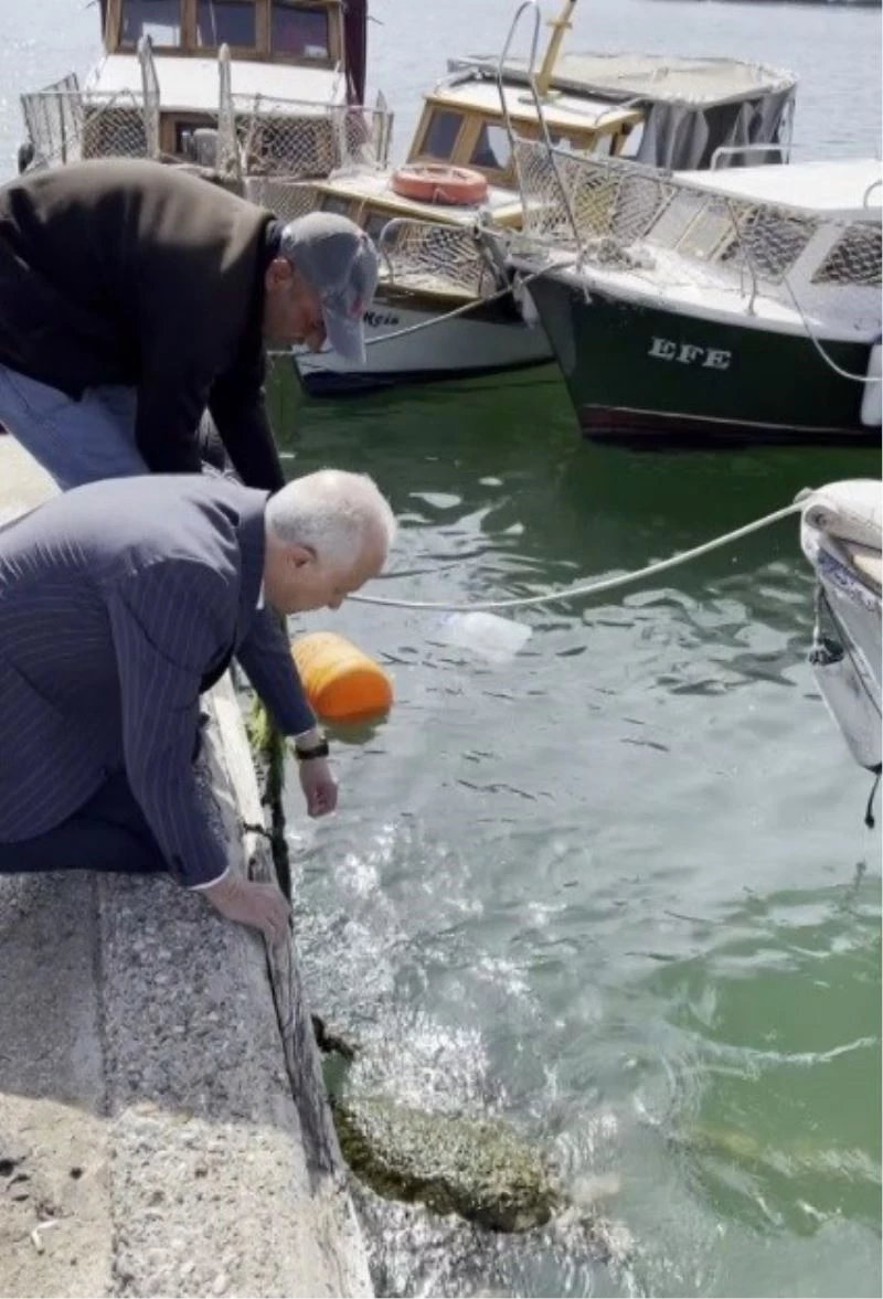 Ağa takılan caretta carettayı belediye başkanı kurtardı
