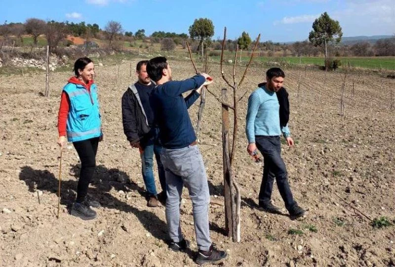 Domaniç’te üreticilere uygulamalı cevizde budama ve bakım eğitimi
