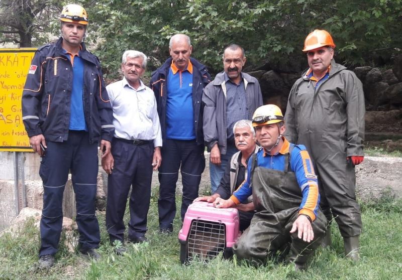 Havuza düşen yavru domuzları AFAD kurtardı
