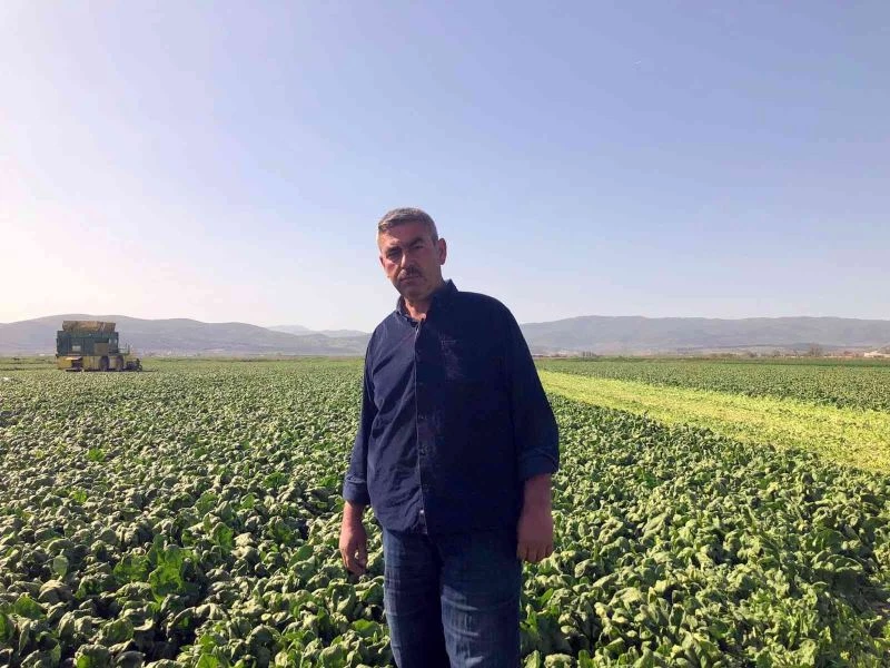 (Özel) Avrupa’nın ıspanağı Bursa’dan gidiyor
