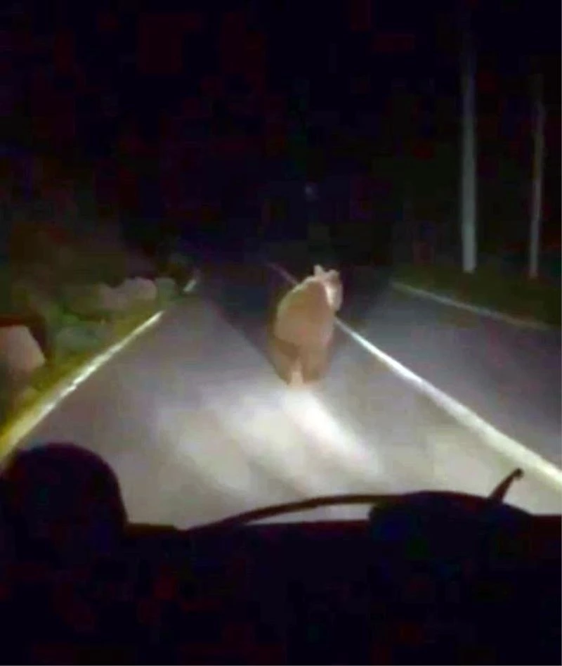 Mahalleye inen ayı arkasına bile bakmadan kaçtı
