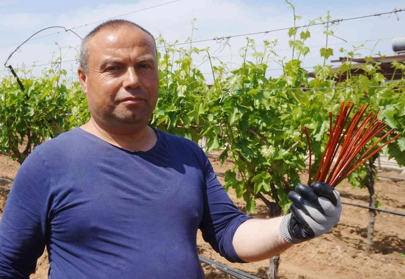 Salkım güvesiyle Japon tuzaklı mücadele
