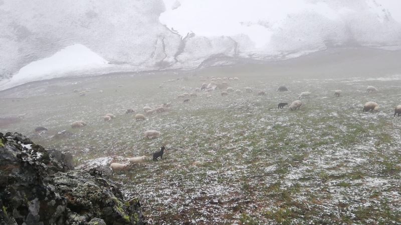 Bayburt - Trabzon arasındaki yaylalarda kar yağışı
